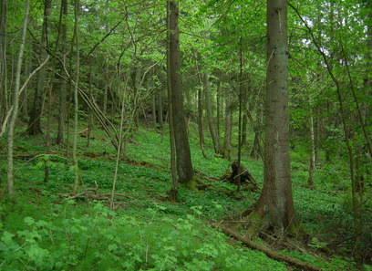 Foto som viser Skog