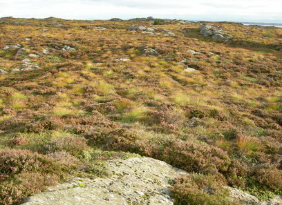 Foto som viser Semi-naturlig mark