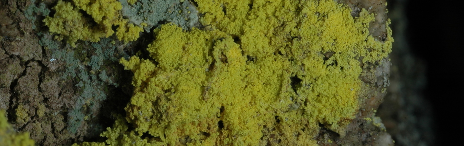 Foto av chrysothrix