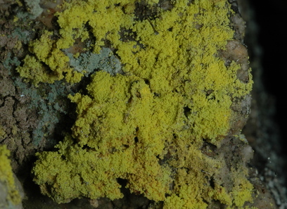 Foto av arthoniomycetes