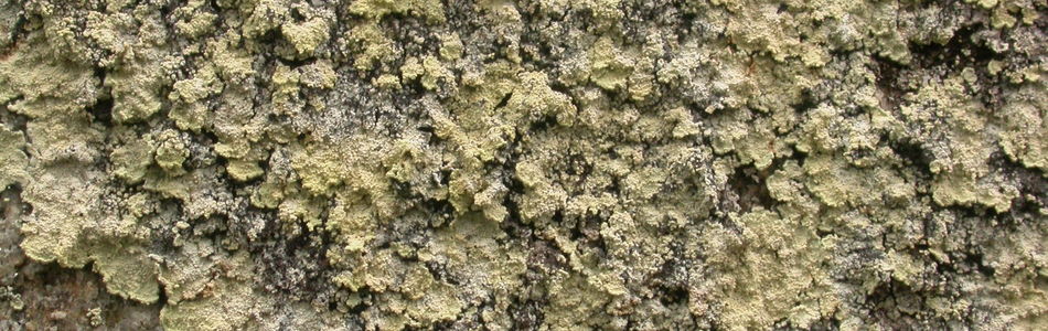 Foto av membranacea