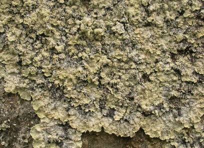 Foto av dothideomycetes