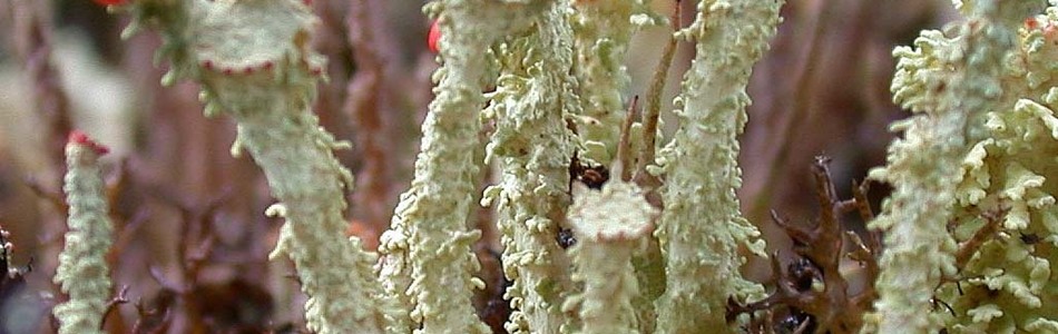 Foto av bellidiflora