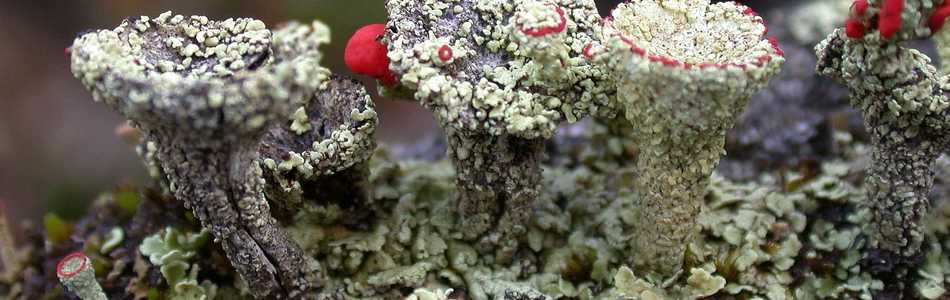 Foto av coccifera