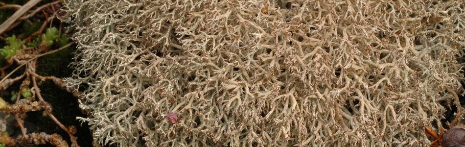 Foto av rangiformis