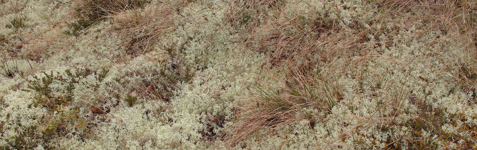 Foto av cladoniaceae