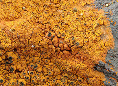 Foto av hymeneliaceae