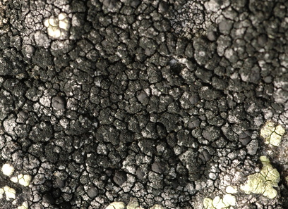 Foto av lecanoraceae