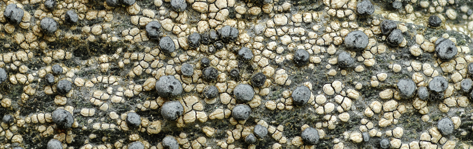 Foto av leucothallina