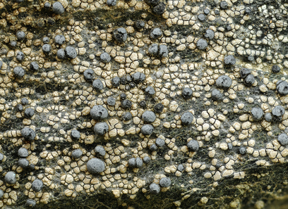 Foto av lecideaceae