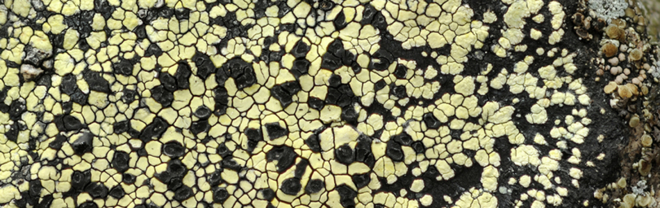 Foto av geographicum