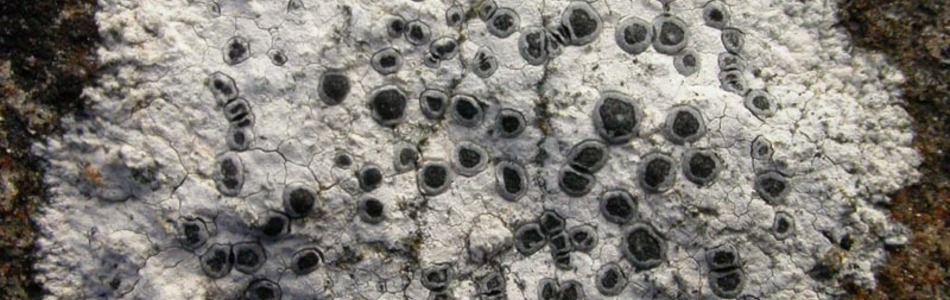 Foto av umbilicatum