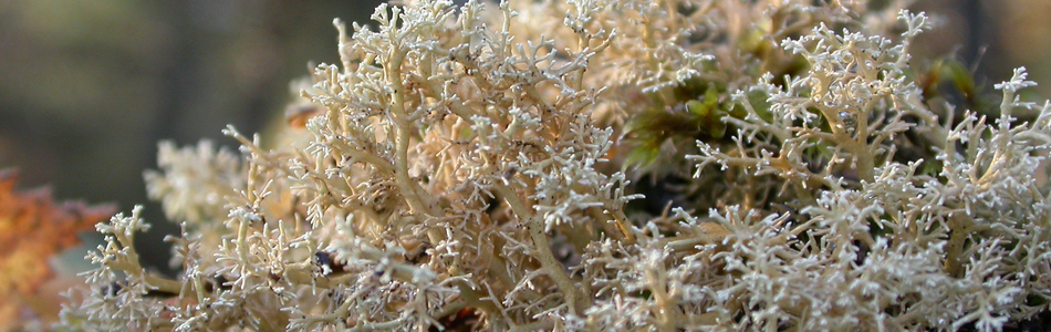 Foto av sphaerophorus