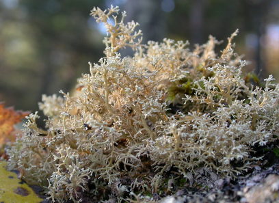 Foto av sphaerophoraceae