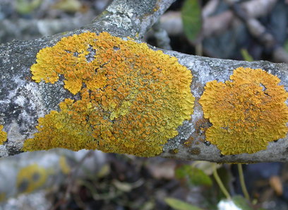 Foto av teloschistales