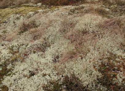 Foto av lecanoromycetes