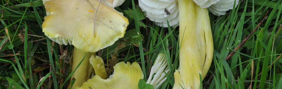 Foto av hygrocybe