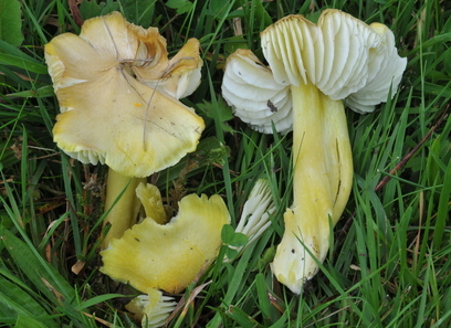 Foto av basidiomycota