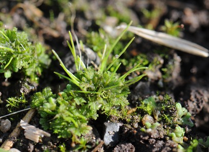 Foto av anthocerotaceae