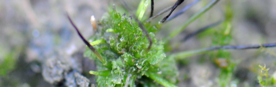 Foto av anthocerotophyta