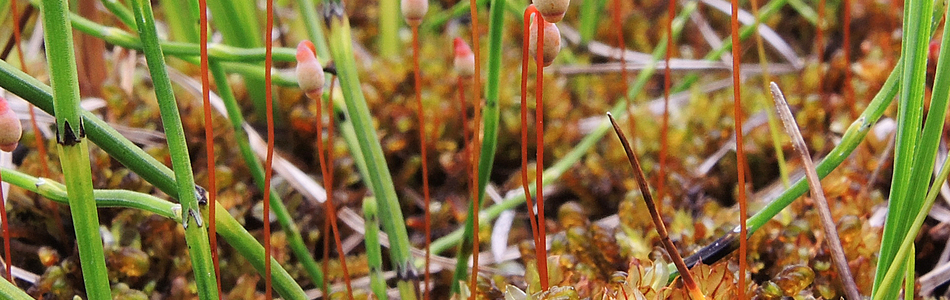Foto av cinclidium
