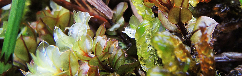 Foto av mniaceae
