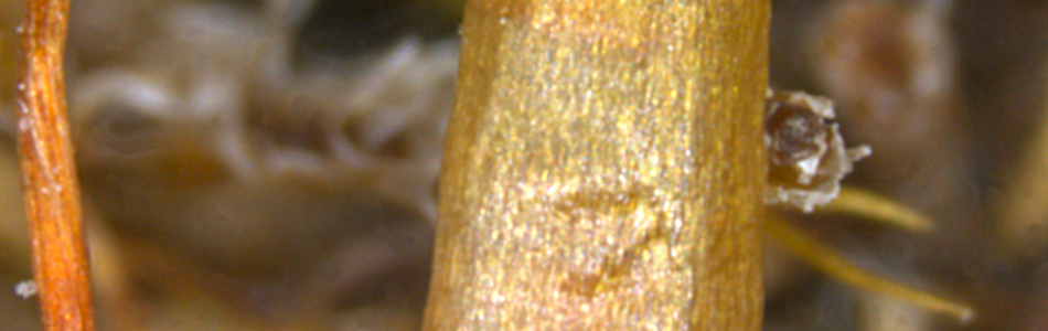 Foto av rhaptocarpa