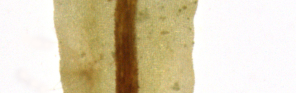 Foto av streptocarpa