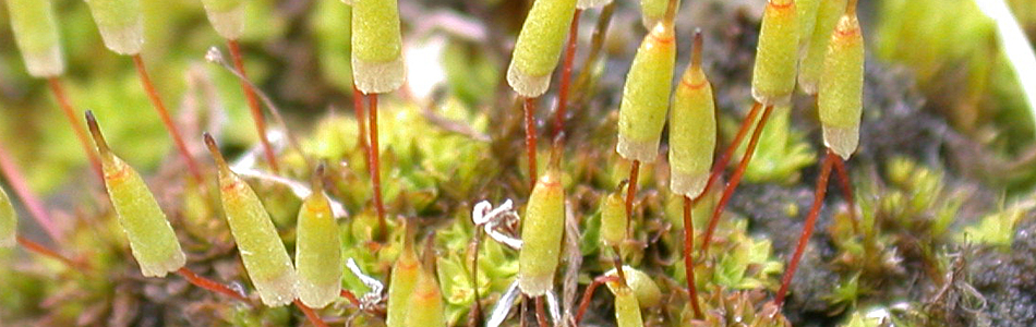 Foto av encalyptaceae