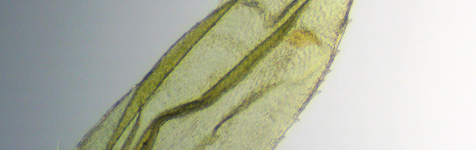 Foto av hylocomiastrum