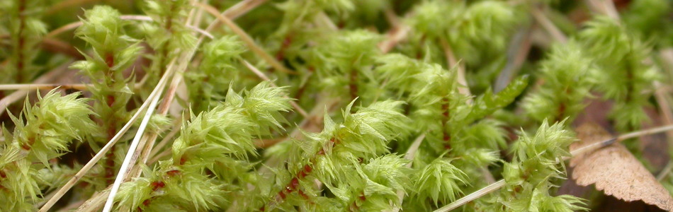 Foto av triquetrus