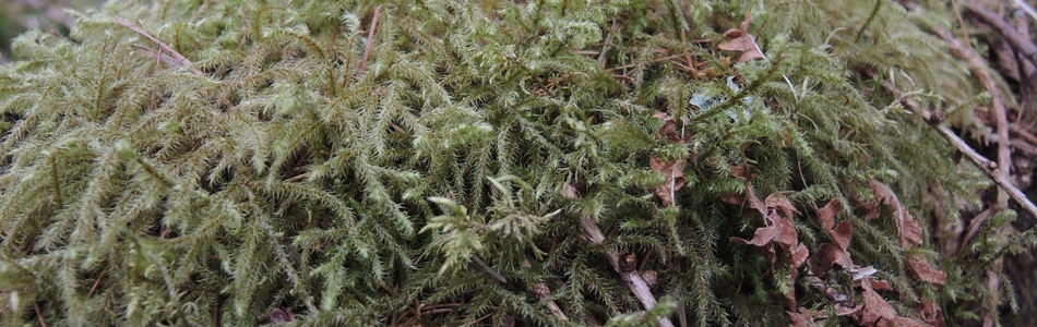 Foto av rhytidiadelphus