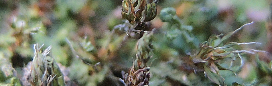 Foto av ruralis