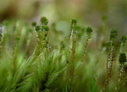 Foto av aulacomniaceae