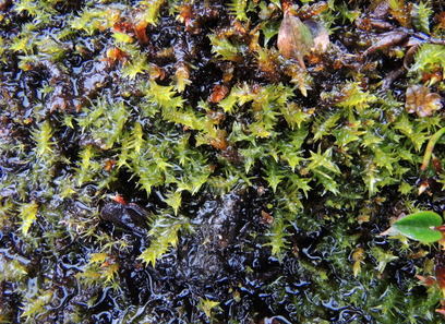 Foto av meesiaceae