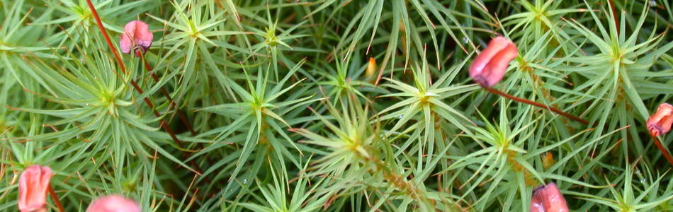 Foto av polytrichum