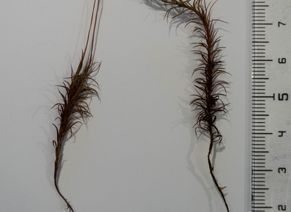 Foto av polytrichaceae