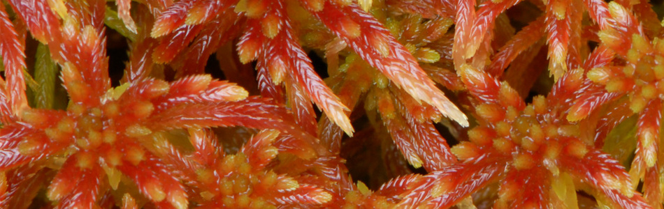 Foto av acutifolia