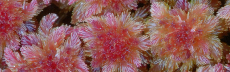 Foto av acutifolia
