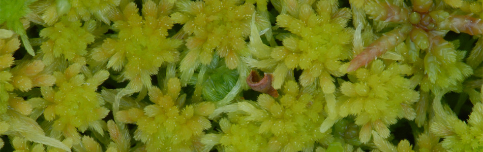 Foto av angustifolium