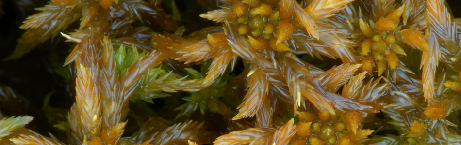 Foto av annulatum