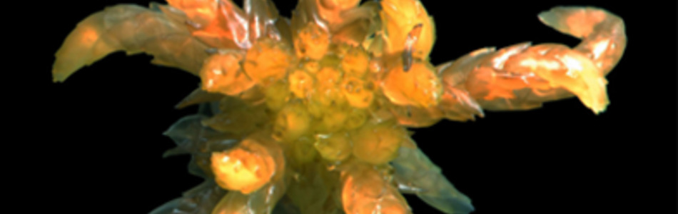 Foto av auriculatum