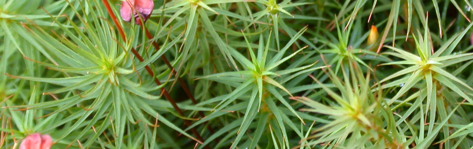 Foto av bryophyta