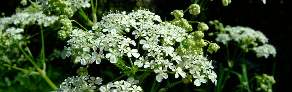 Foto av sylvestris