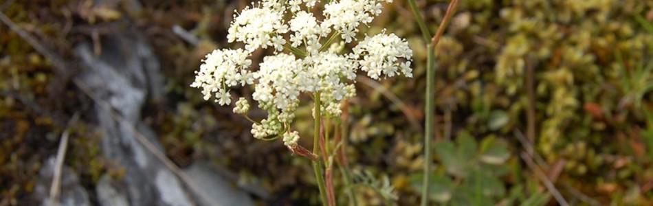 Foto av pimpinella