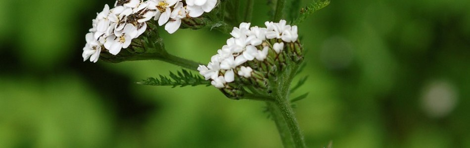 Foto av millefolium