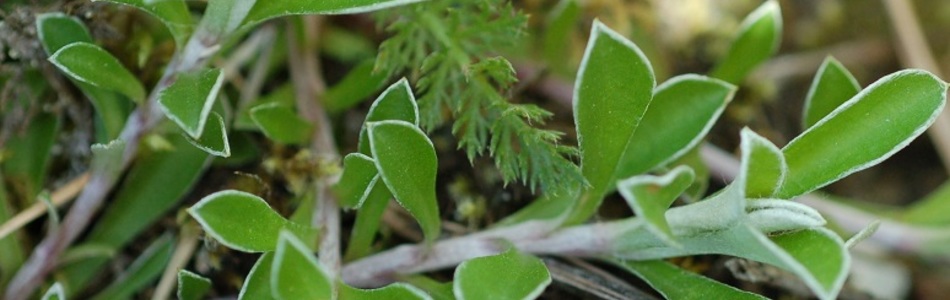 Foto av dioica