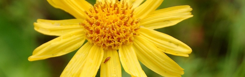 Foto av arnica