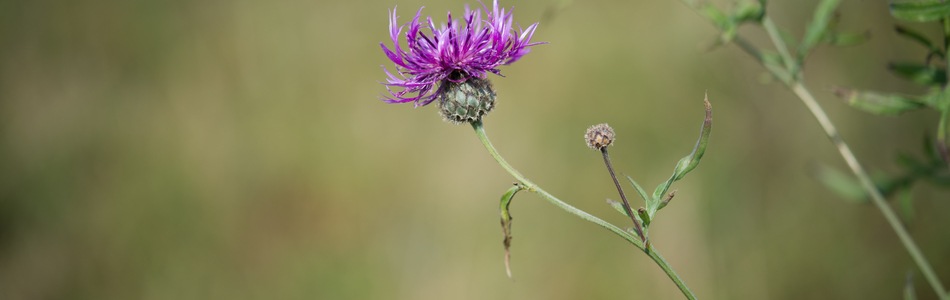 Foto av scabiosa