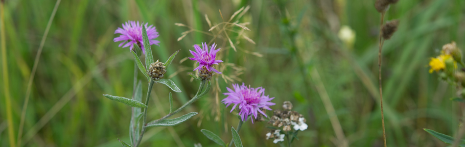 Foto av centaurea